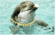 Well-dressed dolphin with gold bling necklace.