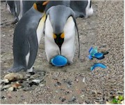 Just for fun - Emperior Penguin sitting on blue egg-shaped sea glass.